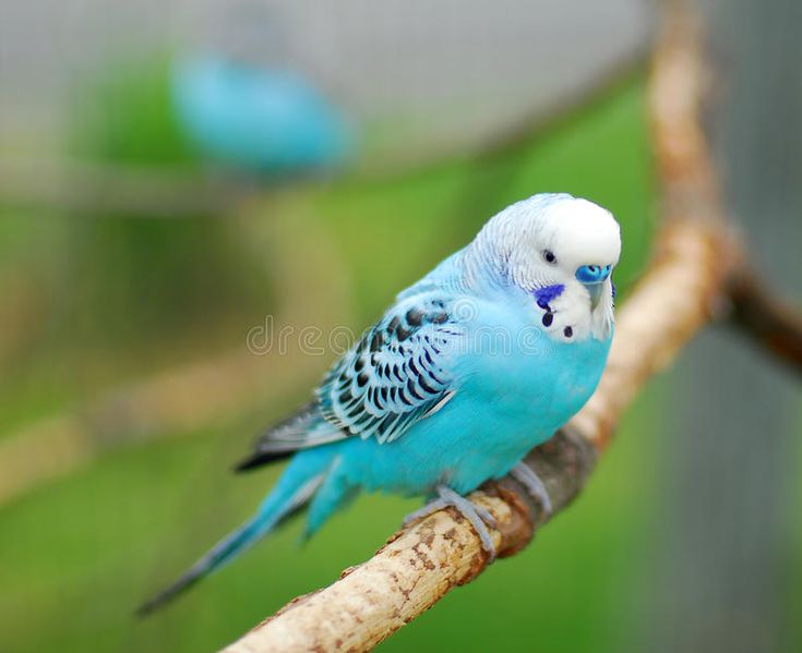 a blue and white parakeet perched on a tree branch royalty image stock images