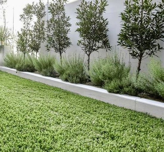 a row of trees in front of a white wall and green grass on the ground