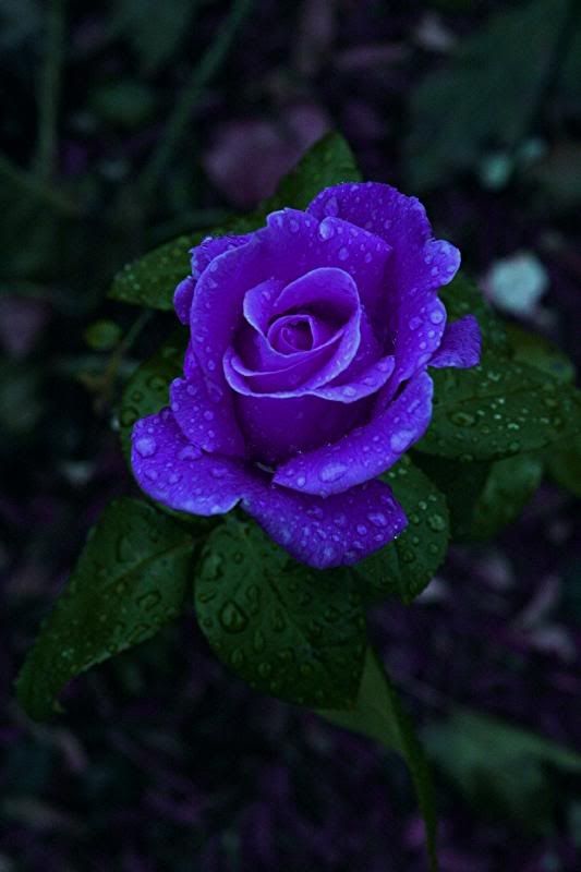 a purple rose with water droplets on it