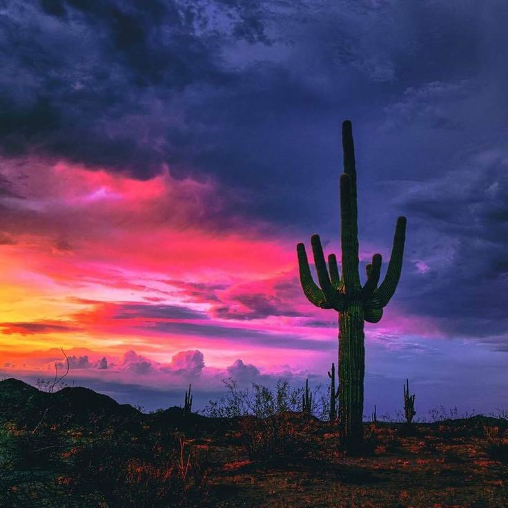 a large cactus standing in the middle of a field under a cloudy sky at sunset