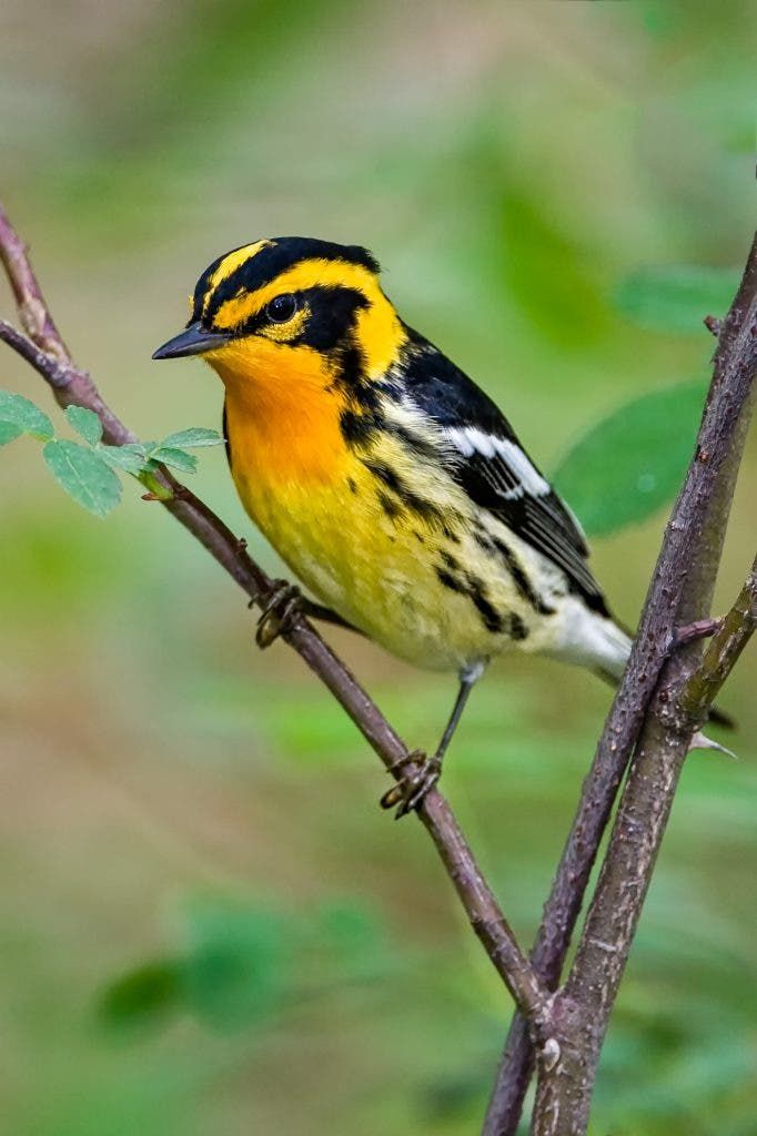 a yellow and black bird sitting on top of a tree branch