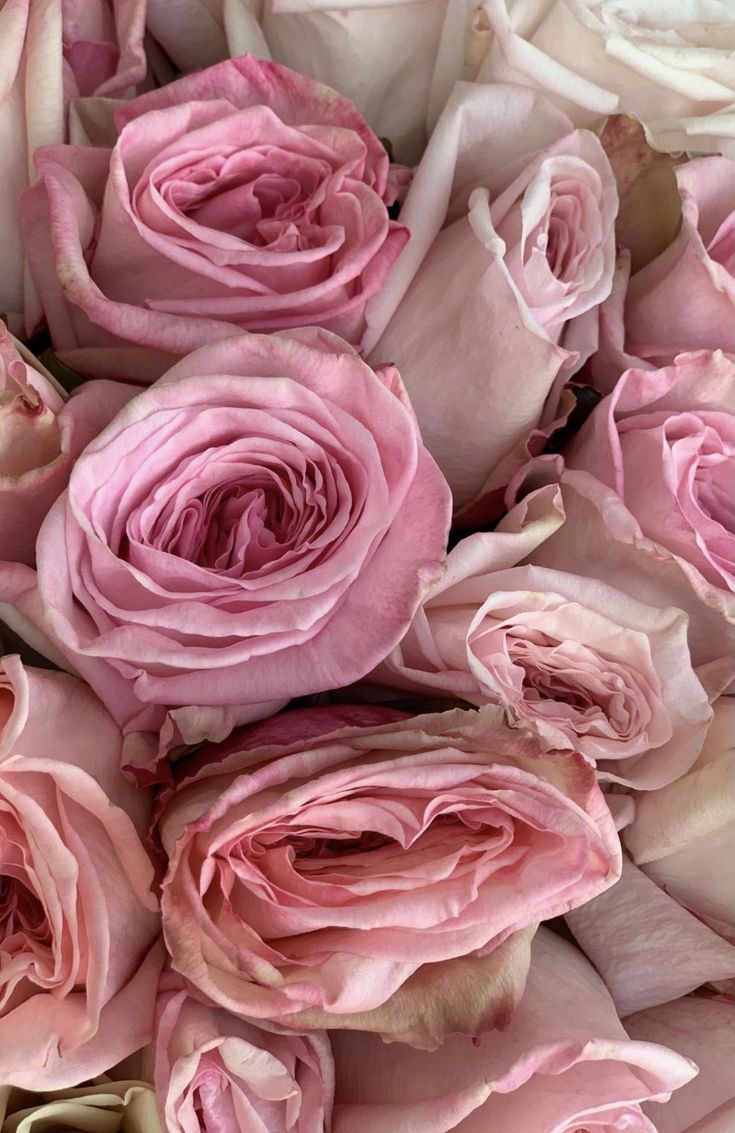 pink roses that are very large and pretty in the middle of their blooming petals