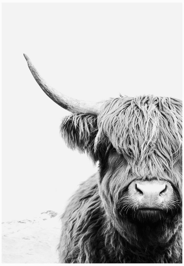 a black and white photo of a yak with long horns