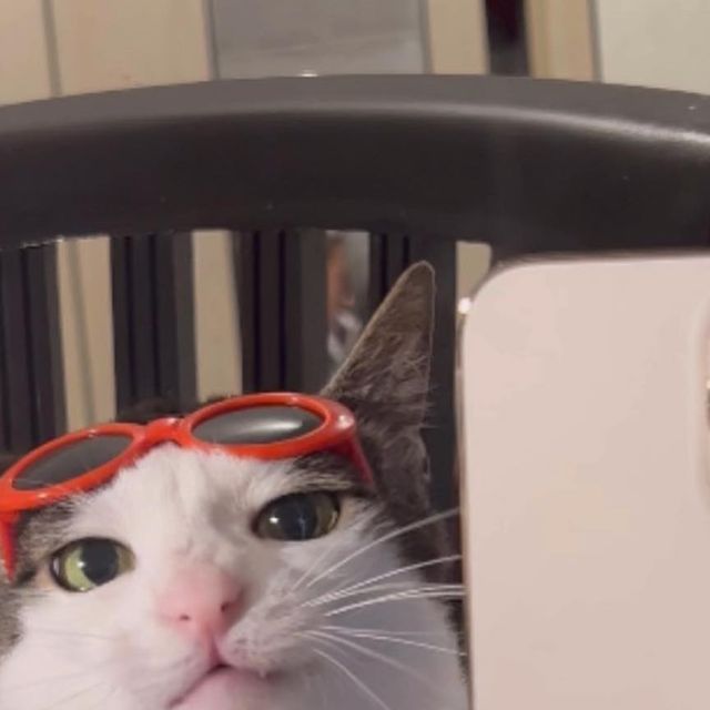 a cat wearing red goggles sitting in a chair