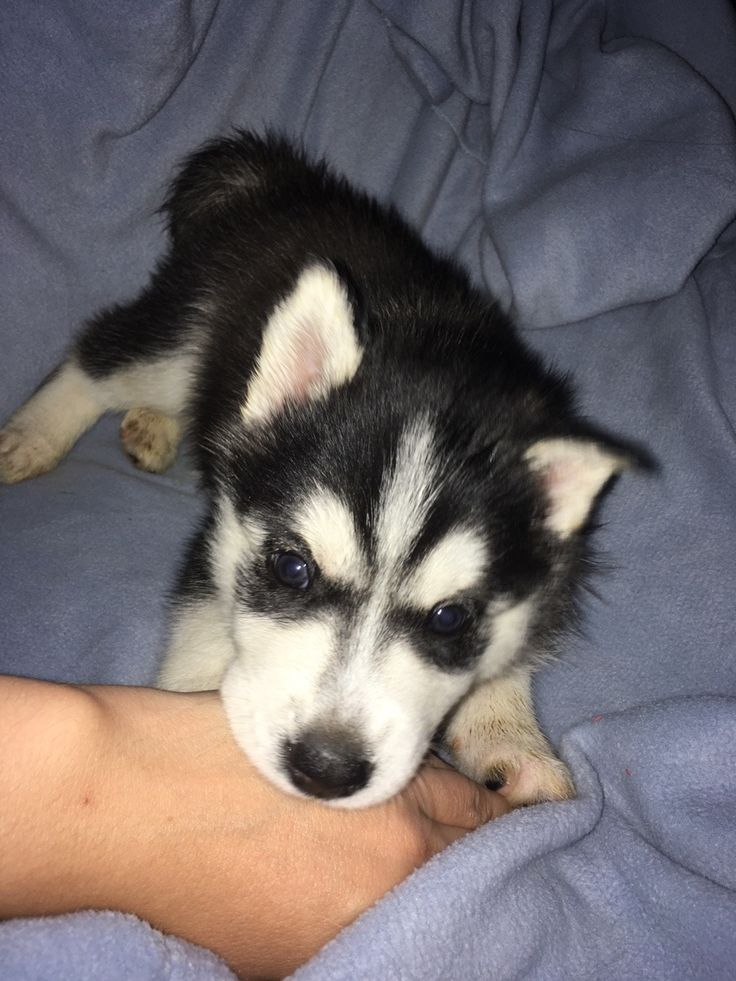 a small dog laying on top of a person's leg under a blue blanket