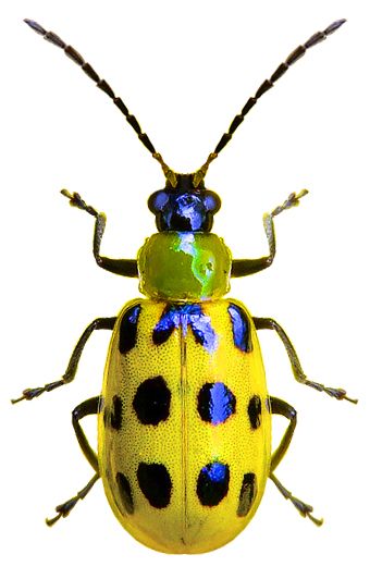 a yellow bug with black spots on it's body