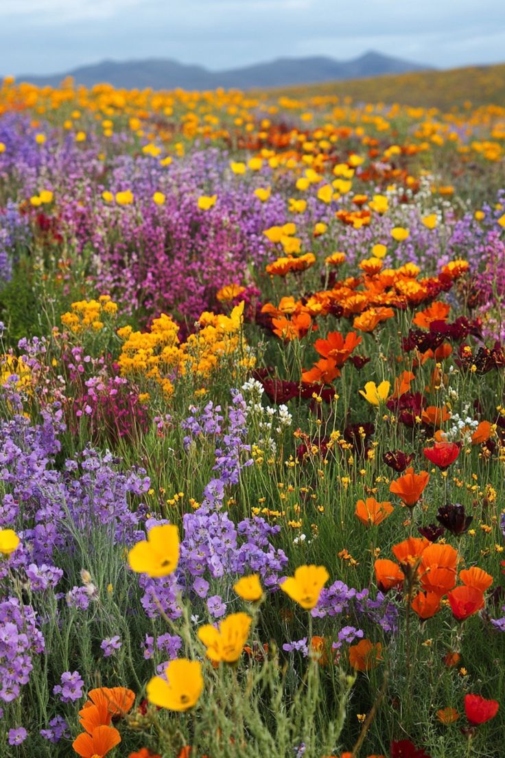 a field full of colorful flowers with mountains in the background