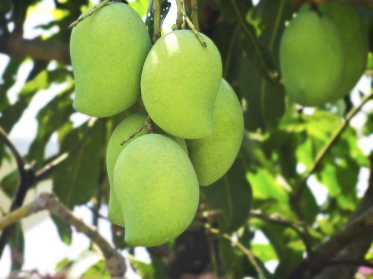 some green fruit hanging from a tree branch