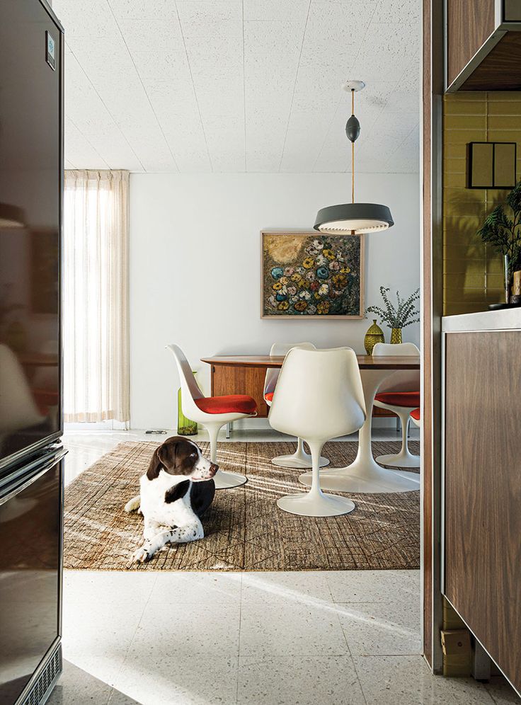 a black and white cat sitting on top of a rug next to a kitchen counter