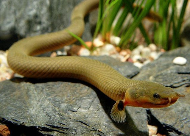 a large brown snake laying on top of a rock