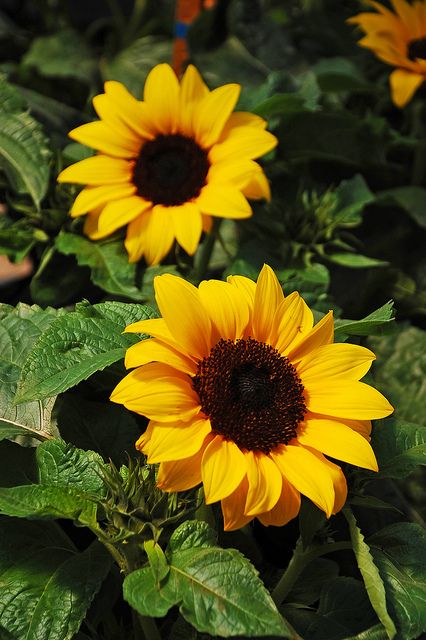 yellow sunflowers with green leaves in the foreground