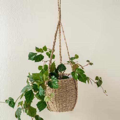 a plant hanging from a rope with green leaves on the top and bottom, in a basket