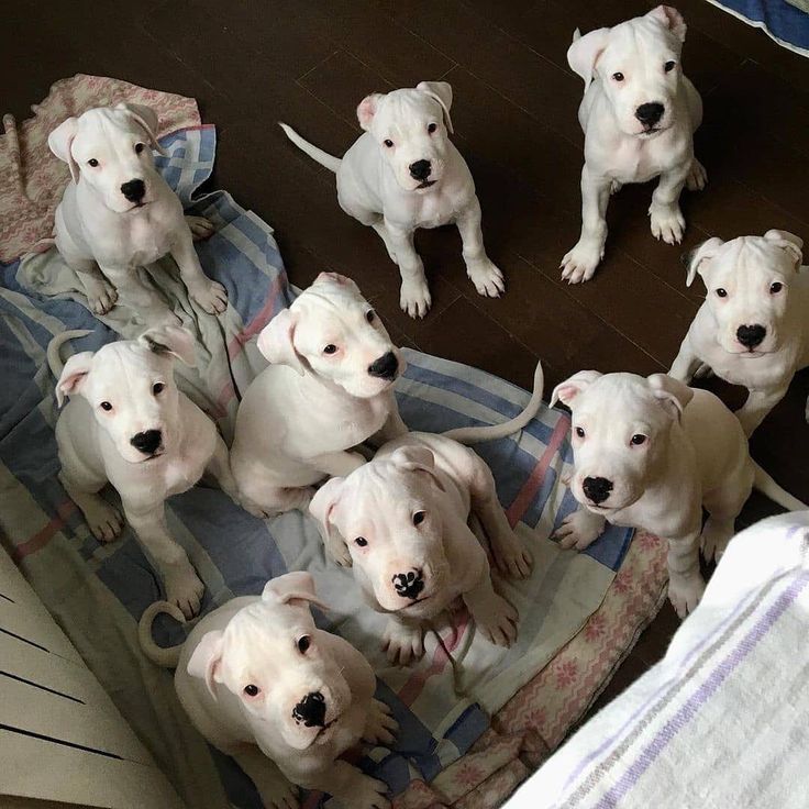 several white dogs are sitting on a blanket and looking up at the camera while another dog is standing in front of them