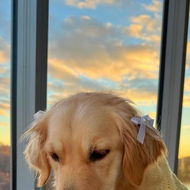 a golden retriever dog wearing a sweater looking out the window at the sun set