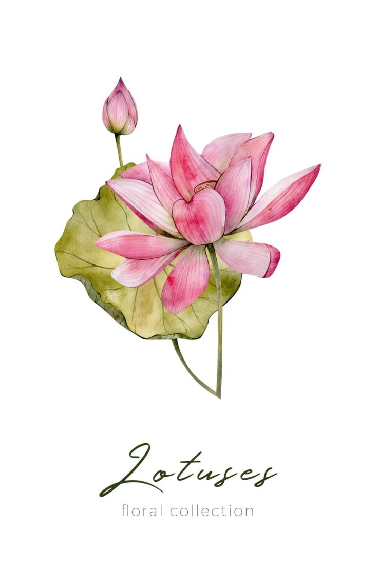 a watercolor painting of pink lotus flowers on a white background with the words lotuses floral collection