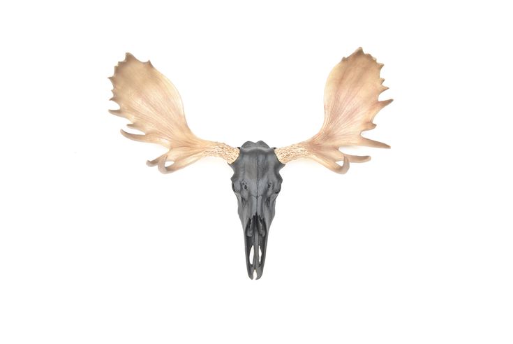 an animal's skull with large horns and long, thin wings is shown against a white background