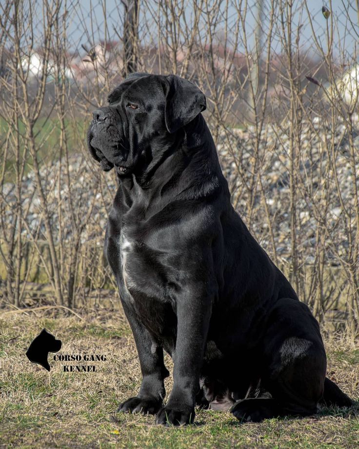 a large black dog sitting on top of a grass covered field