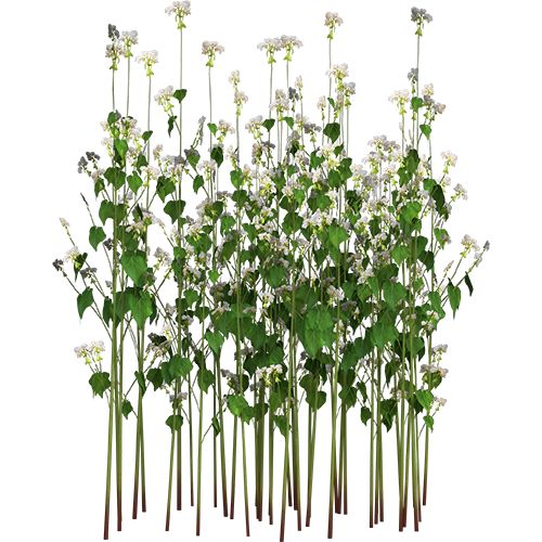 a bunch of white flowers and green leaves on top of each other in front of a white background