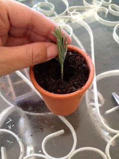 a person is holding a small plant in their hand while they are working on something