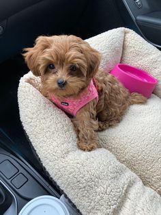 a small brown dog sitting on top of a pet bed in the back seat of a car