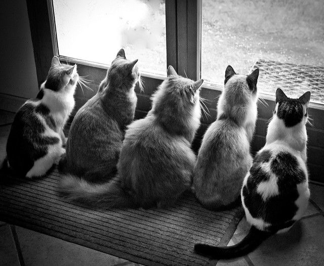 four cats are sitting in front of a window