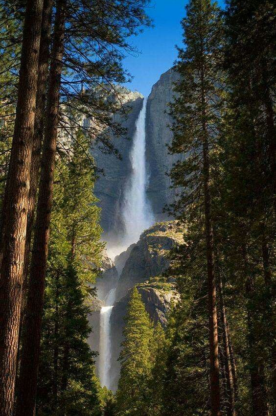 a tall waterfall towering over a forest filled with lots of trees and surrounded by tall pine trees