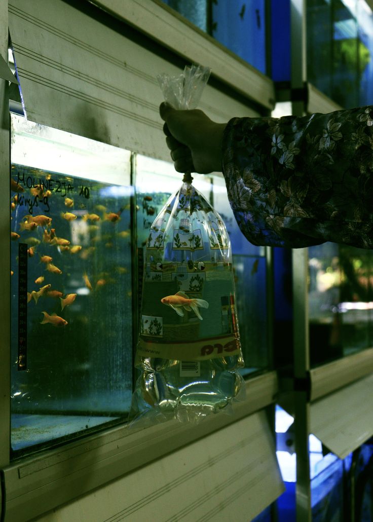 a person holding a plastic bag in front of a fish tank