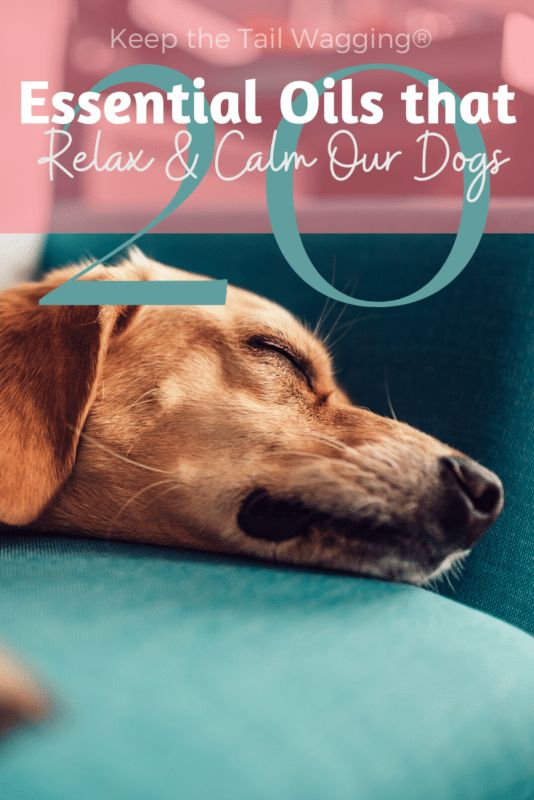 a dog sleeping on top of a blue couch with the words essential oils that relax and calm our dogs