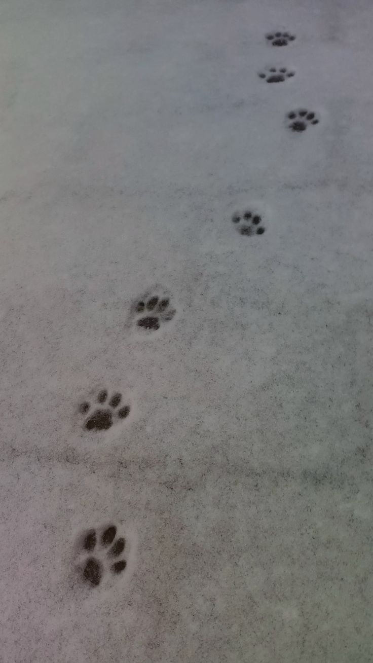 several paw prints are shown in the snow