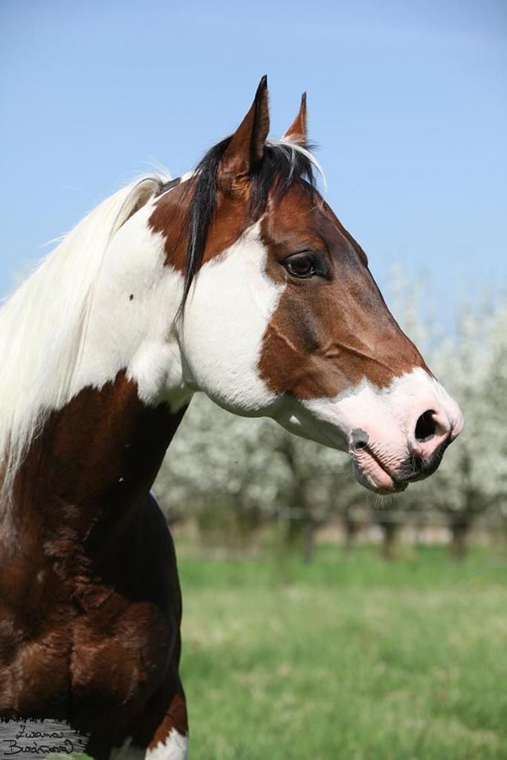 a brown and white horse standing on top of a lush green field