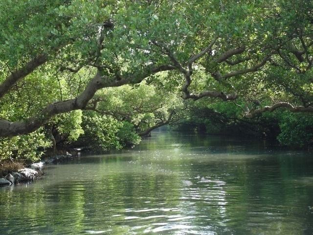 the water is very clear and green in this area with trees overhanging it