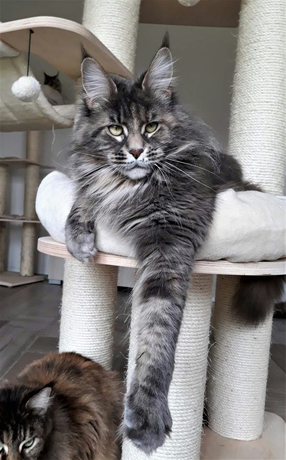 two cats are sitting on top of the cat tree and one is looking at the camera