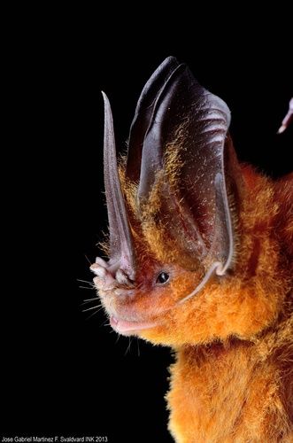 a close up of a bat on a black background with its wings spread wide open