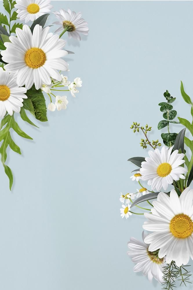 white daisies and green leaves on a light blue background with space for your text