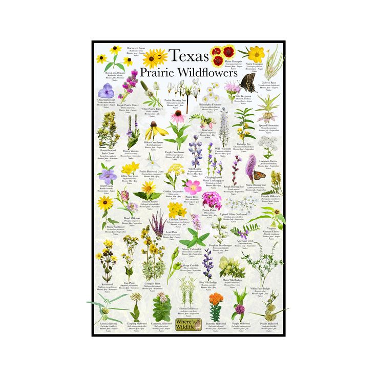 This poster provides picture identification for common prairie wildflowers found in Texas prairies, meadows, fields, and savannas. Besides the photo, each identification provides a common name, botanical name, and the time of year the flower can be found blooming. All pictures used on this poster were taken by myself in my home state of Illinois.  - Poster Comes Unframed - Looks great in a classroom, library, nature center, or any space promoting nature and wildlife - Great gift for any hiker or Status Flower, Prairie Wildflowers, Wildflower Poster, Prairie Planting, Prairie Flower, Pollinator Plants, Flower Identification, Flower Guide, Wildlife Prints