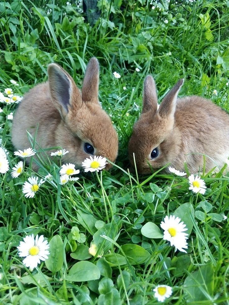 two rabbits are sitting in the grass with daisies