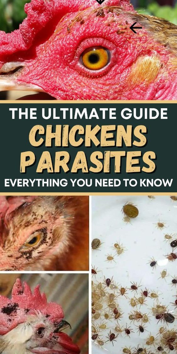 the ultimate guide to chickens and parasits everything you need to know