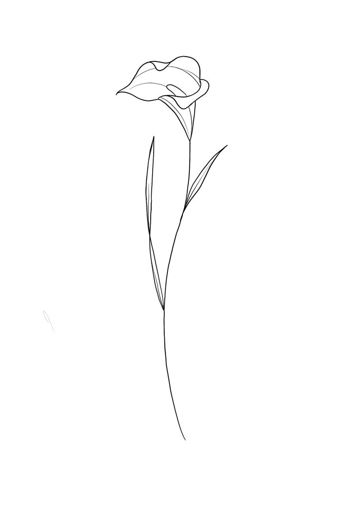 Calla Lilies Drawing, Calla Lily Flower Tattoo, Fine Line Flower Design, Calla Lily Line Drawing, Calla Lily Back Tattoo, Calla Lily Tattoo Design, Calla Lily Drawing Simple, Calla Lily Tattoo Simple, Cala Lily Drawings