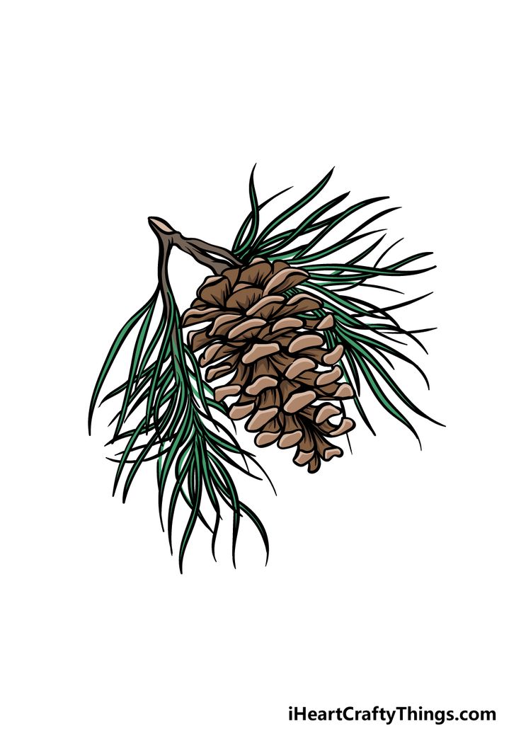 a pine cone hanging from a tree branch with green leaves on it's tip