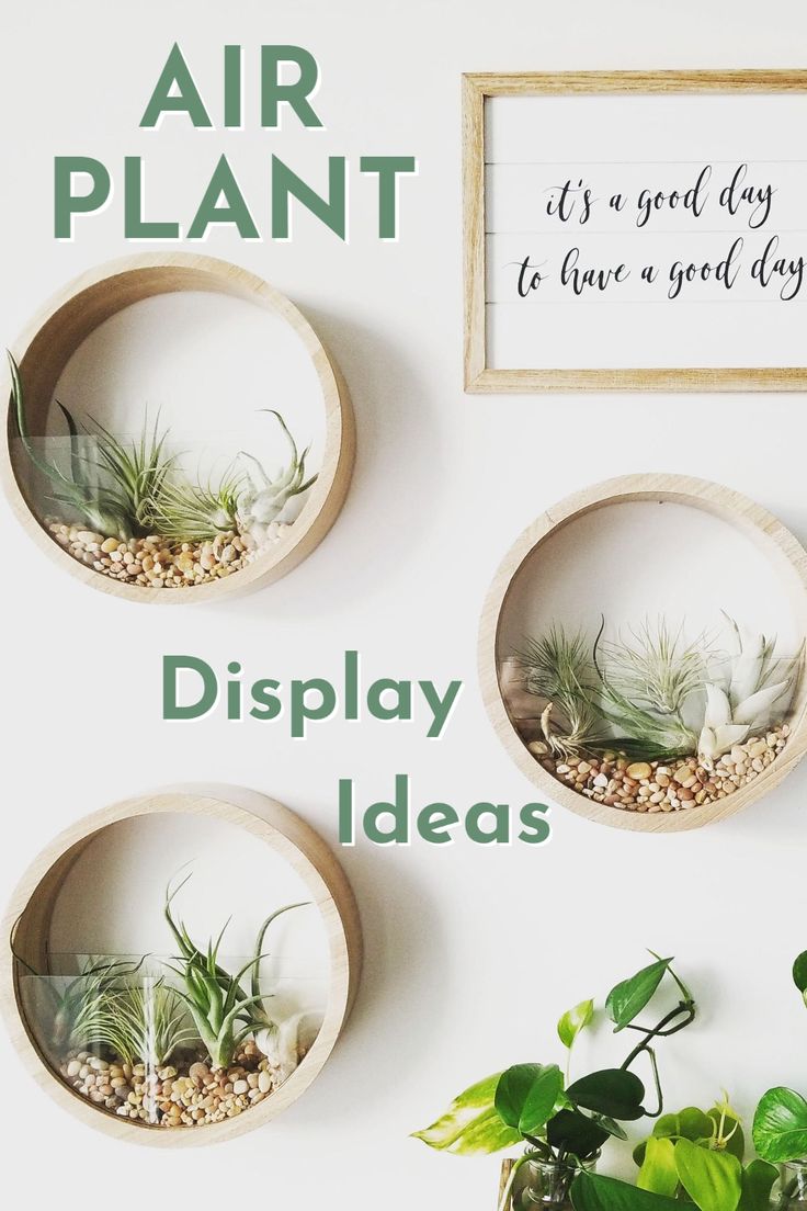 three air plants in wooden bowls on a white wall with the words display ideas above them