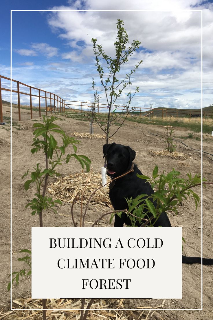 a black dog sitting next to a tree with the words building a cold climate food forest