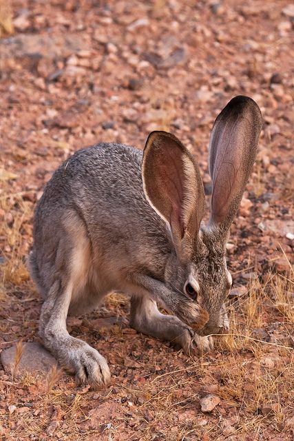 a small rabbit sitting on top of a dry grass field