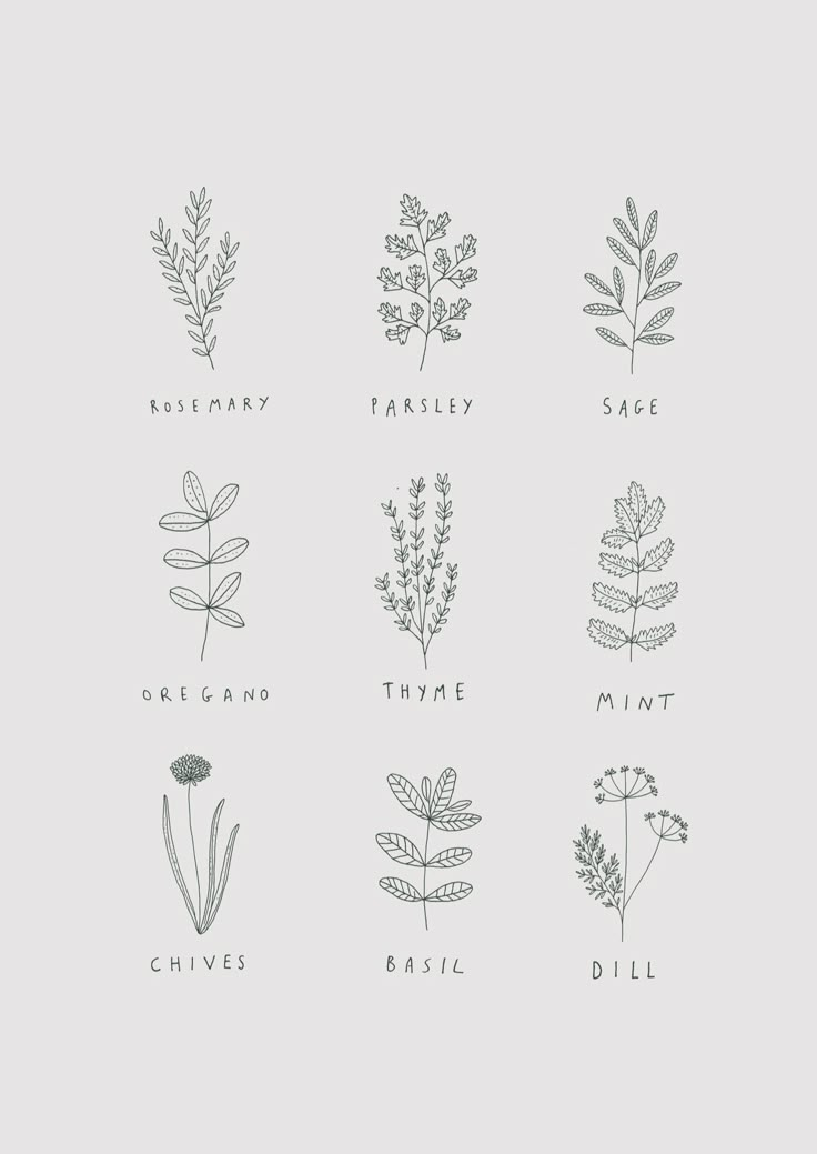 the different types of plants are shown in black and white on a light gray background