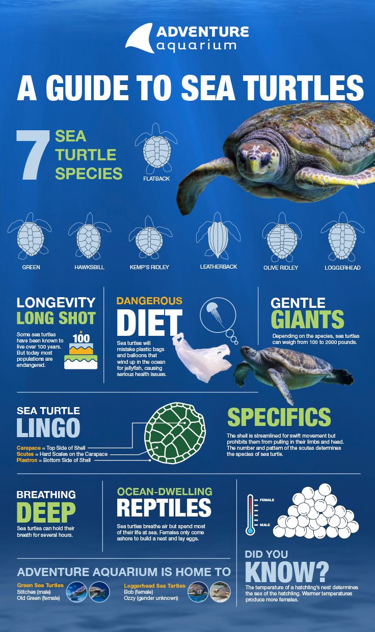 an info poster showing the different types of sea turtles