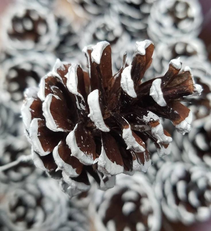 a pine cone covered in snow sitting on top of a pile of other pine cones