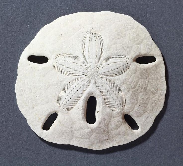 a white sand dollar with two holes in the middle and a starfish design on it