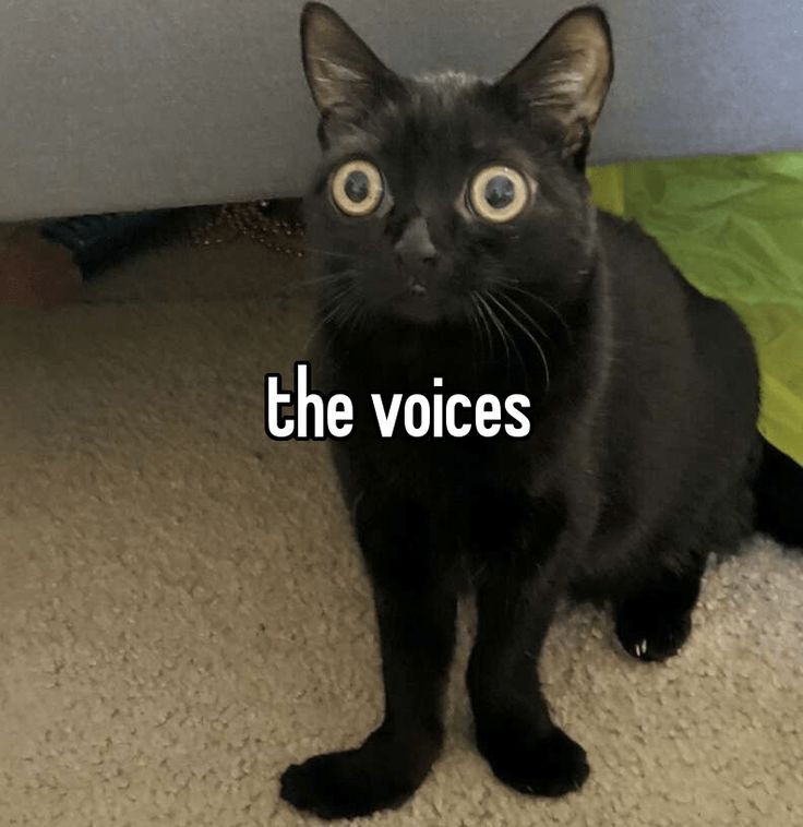 a black cat with the words the voice on it's face sitting in front of a wall