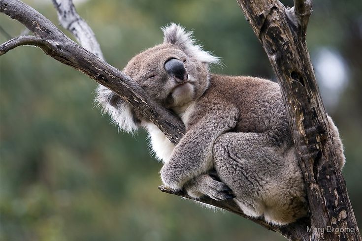 a koala sleeping in a tree with its head on the branch and eyes closed