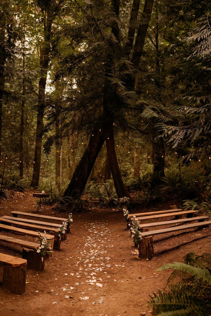 an empty wooden bench in the middle of a forest with lights hanging from it's sides