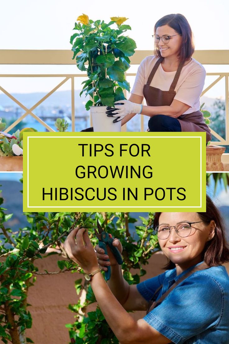 two women working on plants in pots with the words tips for growing hibiscus in pots